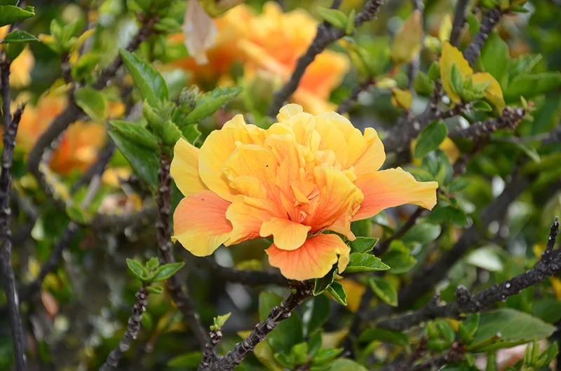 Terrassen & Garten