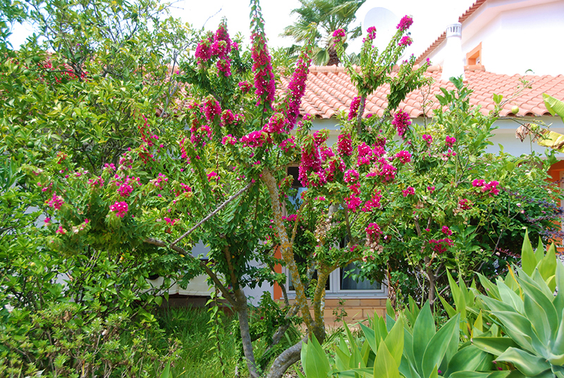 Terrasse und Garten